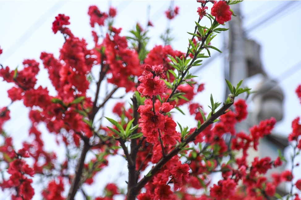 वसन्त ऋतुसँगै चेरी फूलले सिङ्गारियो काठमाडौं (फोटोफिचर)